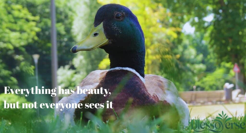 150+ Beauty Quotes to Inspire Confidence and Self-Love in 2026