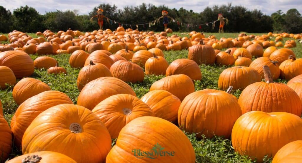 Punny & Hilarious: Pumpkin Patch Captions That’ll Squash the Competition
