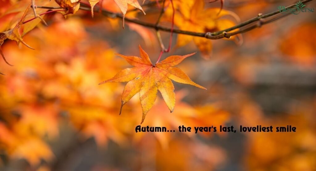 The Ultimate Collection of Fall Captions