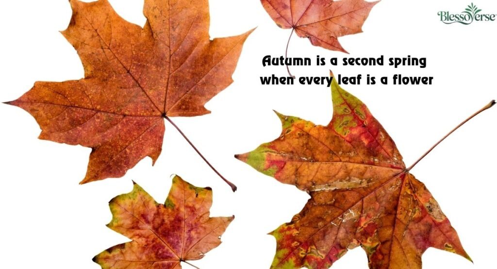 Timeless Autumn Quotes and Sayings
